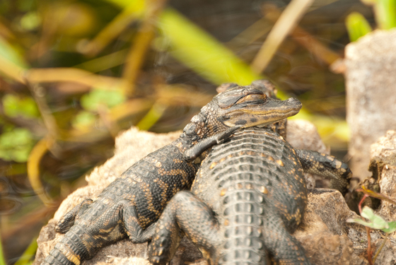 Everglades National Park