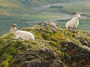 Denali National Park