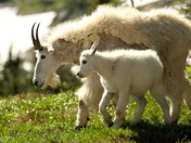 Glacier National Park