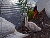 Swan Family-02