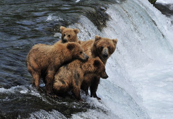 Katmai National park