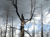 dixie national forest UT