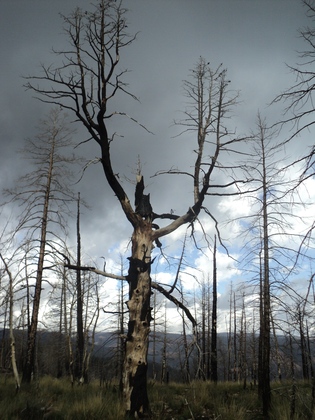 dixie national forest UT
