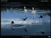 Swan Family-02