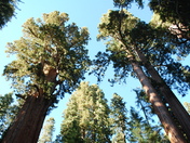 Sequoia & Kings Canyon National Park