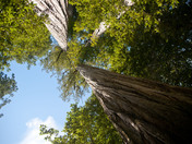 Redwoods National Park