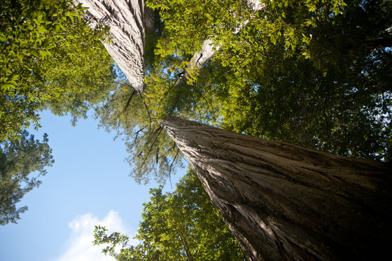 Redwoods National Park