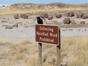Petrified National Forest