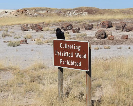 Petrified National Forest