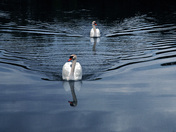 Swan Family-02