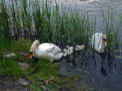 Swan Family-02
