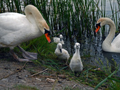 Swan Family-02