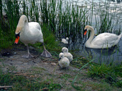 Swan Family-02