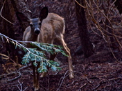 Sequoia National Park