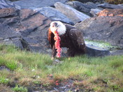 Tongass National Forest 