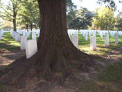 Arlington Cemetery
