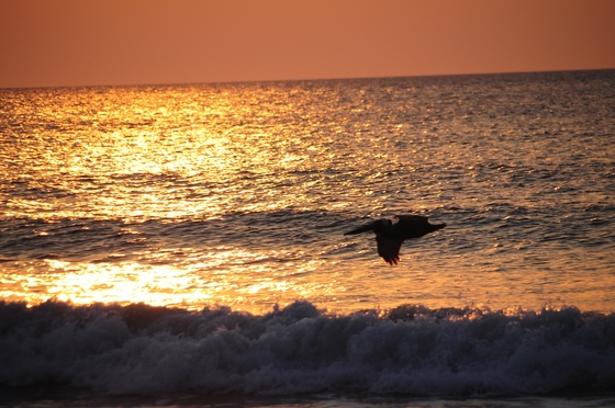 Pea Island
