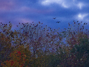 Birds came back to rest