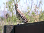 Bosque Del Apache National Wildlife Refuge