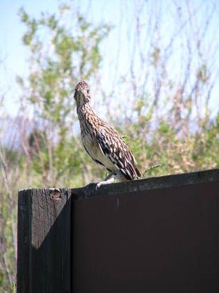 Bosque Del Apache National Wildlife Refuge