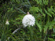 Umpqua National Forest