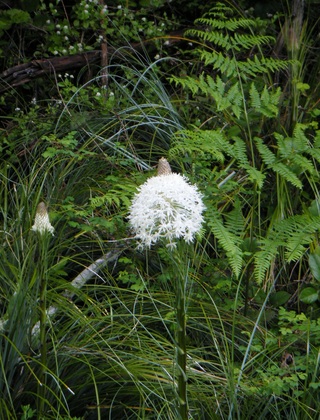Umpqua National Forest