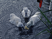 Swan Family-02