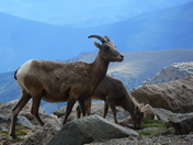 Arapaho-Roosevelt National Forest/Mount Evans