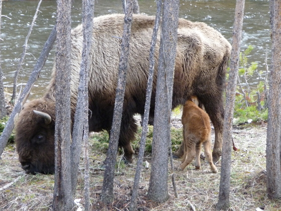 Yellowstone National Park