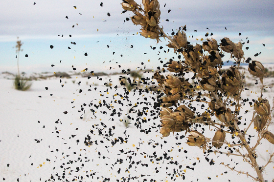 White Sands National Monument