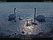 Swan Family-02