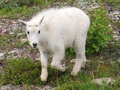Glacier National Park