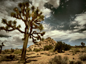 Joshua Tree National Park
