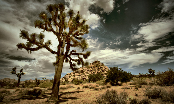 Joshua Tree National Park