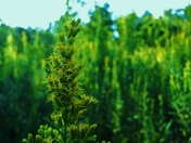 Mark Twain National Forest