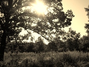 Mark Twain National Forest