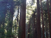 muir woods