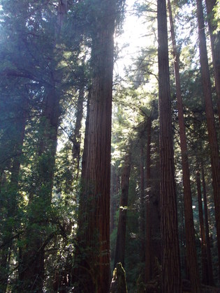 muir woods