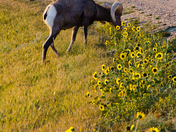 Badlands National Park
