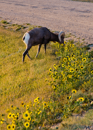 Badlands National Park