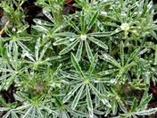 Waterton-Glacier National Park 