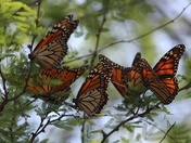 Amistad National Recreation Area