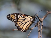 Amistad National Recreation Area