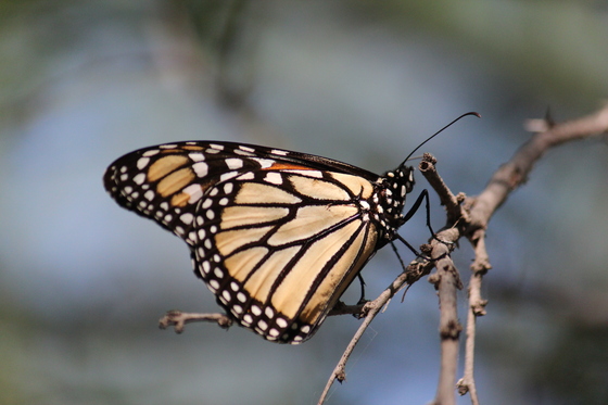 Amistad National Recreation Area