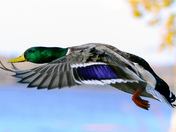 Mallard in flight