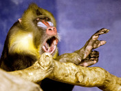 Mandrill Making a Speech