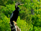 Harris Neck National Wildlife RefugeGA