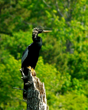 Harris Neck National Wildlife RefugeGA