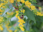 Acadia National Park