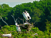 Harris Neck National Wildlife Refuge GA